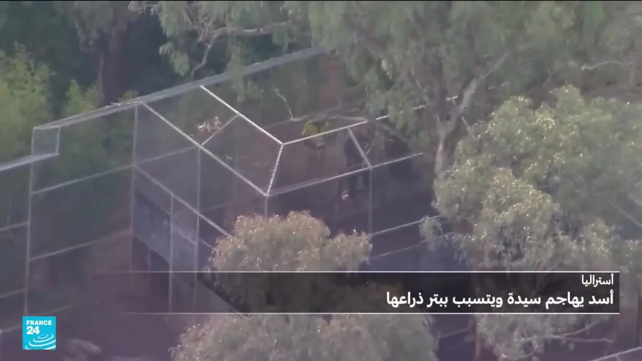 ببینید؛ حملات شیرها در ترکیه، استرالیا و پاکستان؛ چه اتفاقی افتاده است؟