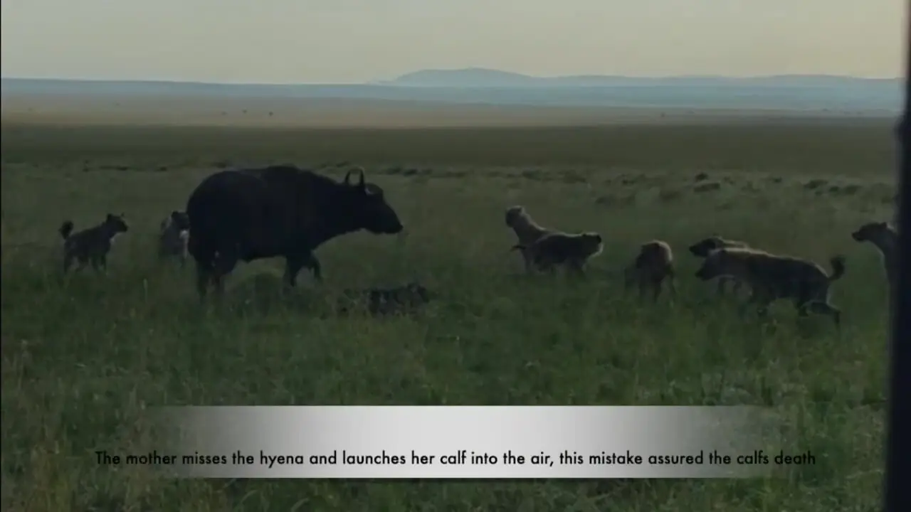 ببینید؛ اشتباه مهلک یک بوفالو در حین دفاع از گوساله‌اش