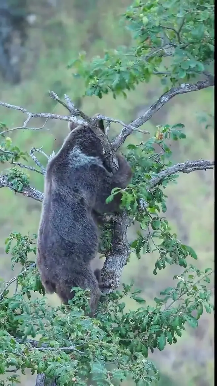 تصاویری دیدنی از بلوط خوردن خرس در جنگل‌های ایران