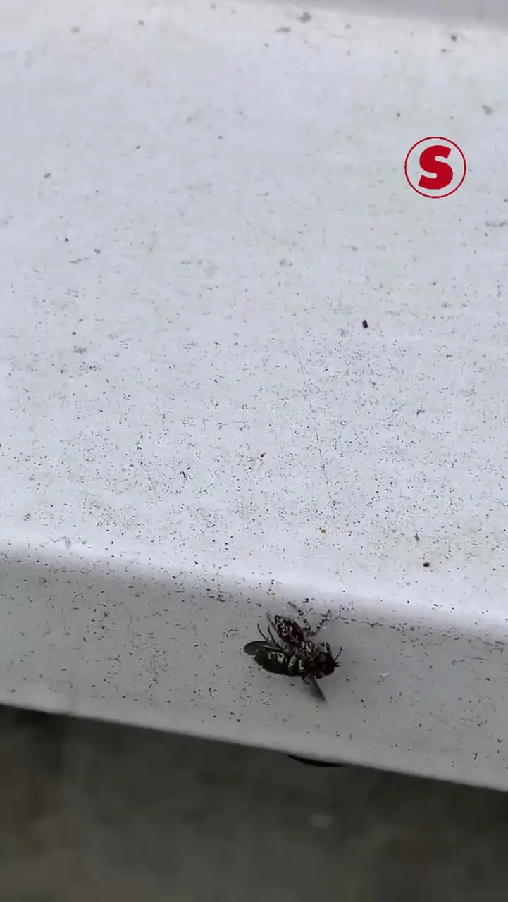 ببینید؛ حمله برق‌آسای عنکبوت به یک مگس