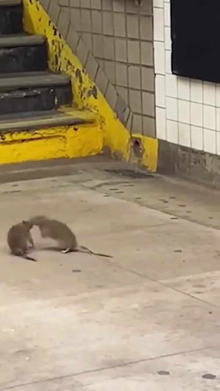 ببینید؛ مبارزه دیدنی دو موش کونگ‌فوکار در سکوی مترو