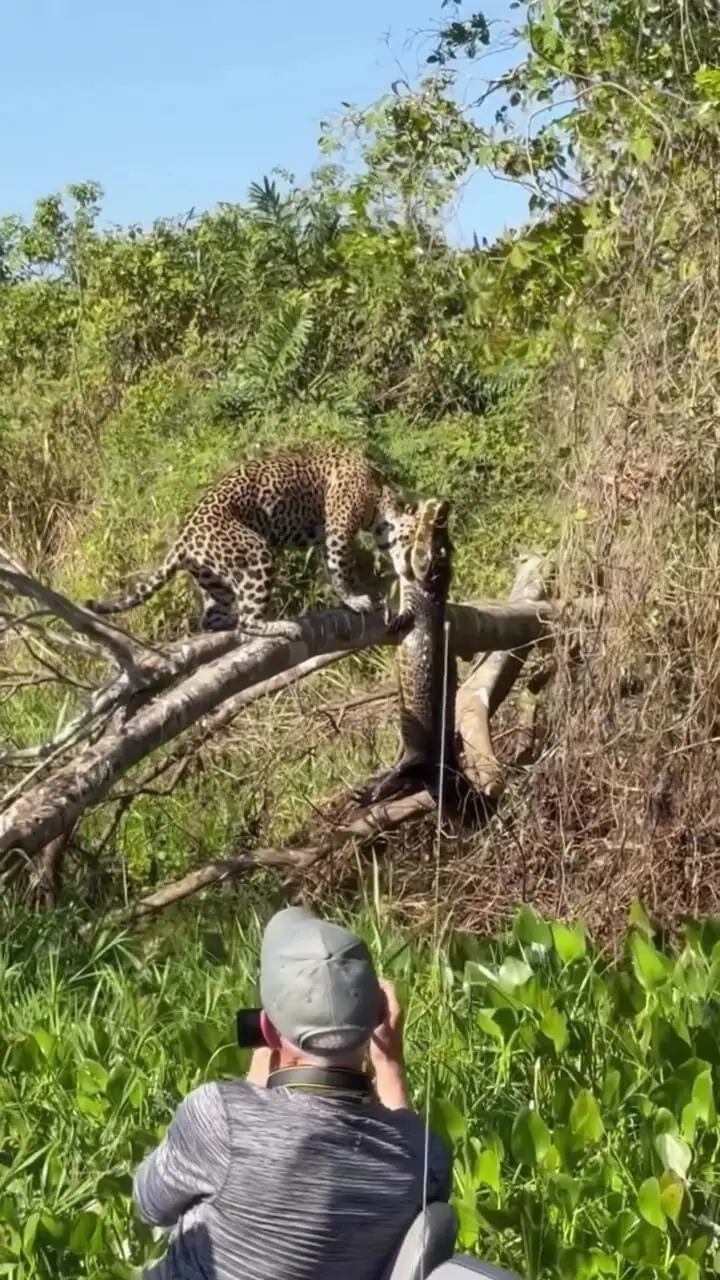 ببینید؛ شکار کروکودیل توسط یک جگوار