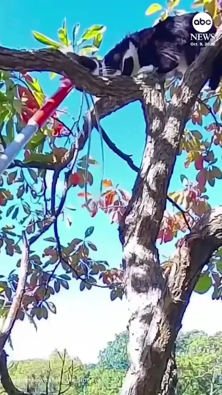 ببینید؛ نجات گربه‌ای پس از چهار روز از بالای درخت