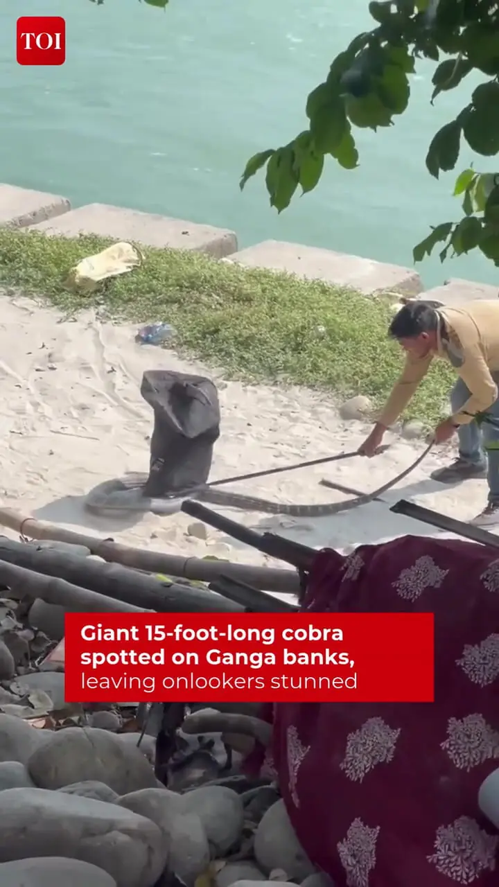 ببینید؛ عملیات نفس‌گیر برای گرفتن مار کبرا ۴ متری