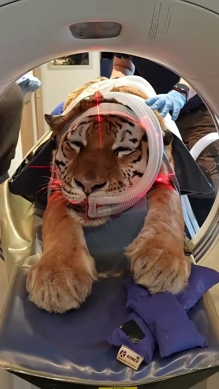 ببینید؛ سی تی اسکن یک ببر به دلیل مشکلات حرکتی ناشناخته