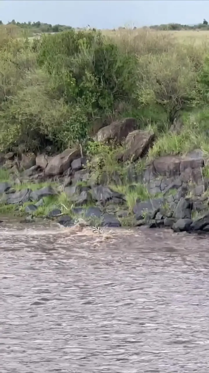 فرار گورخر از چنگال تمساح به بهای از دست دادن یک پا