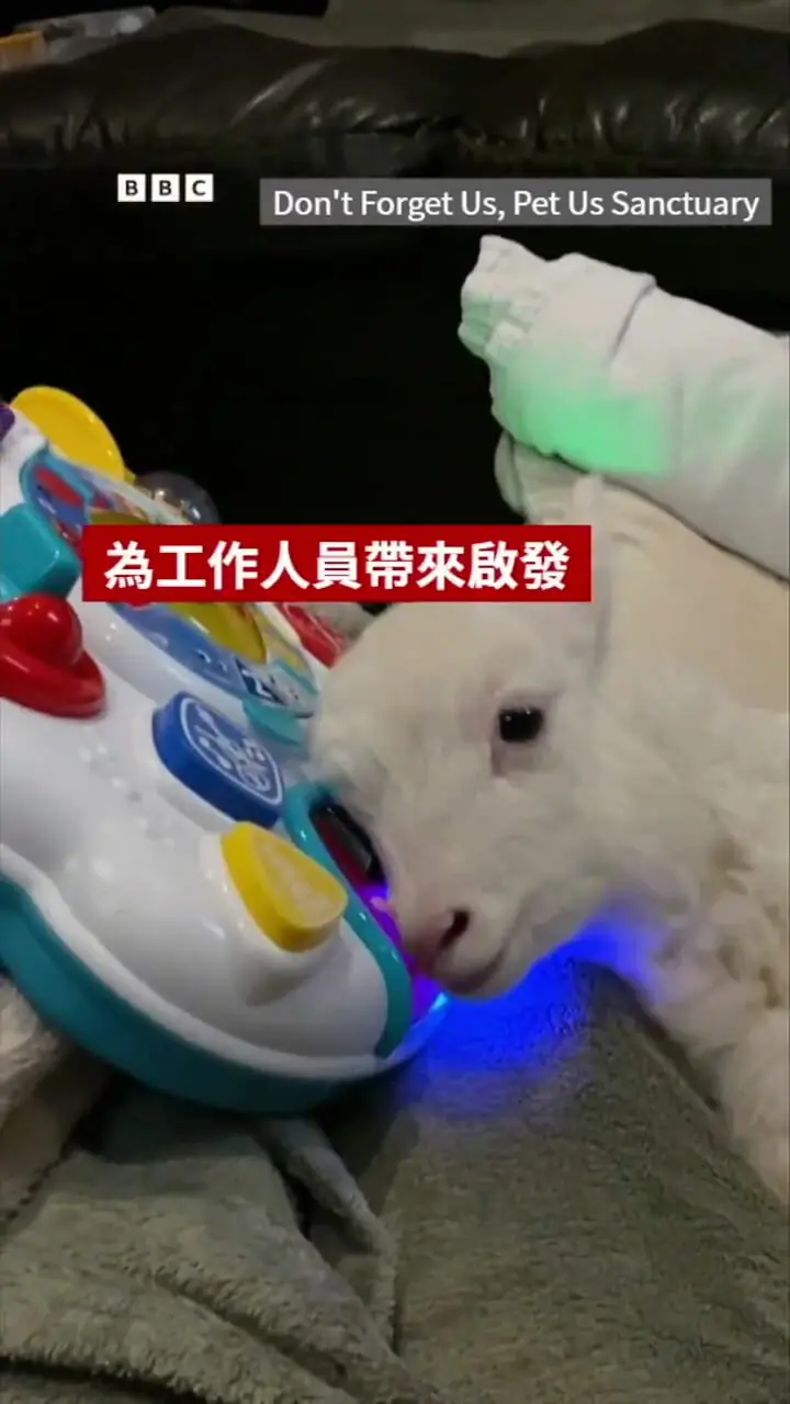 بره عاشق موسیقی با ویلچر نماد امید شد