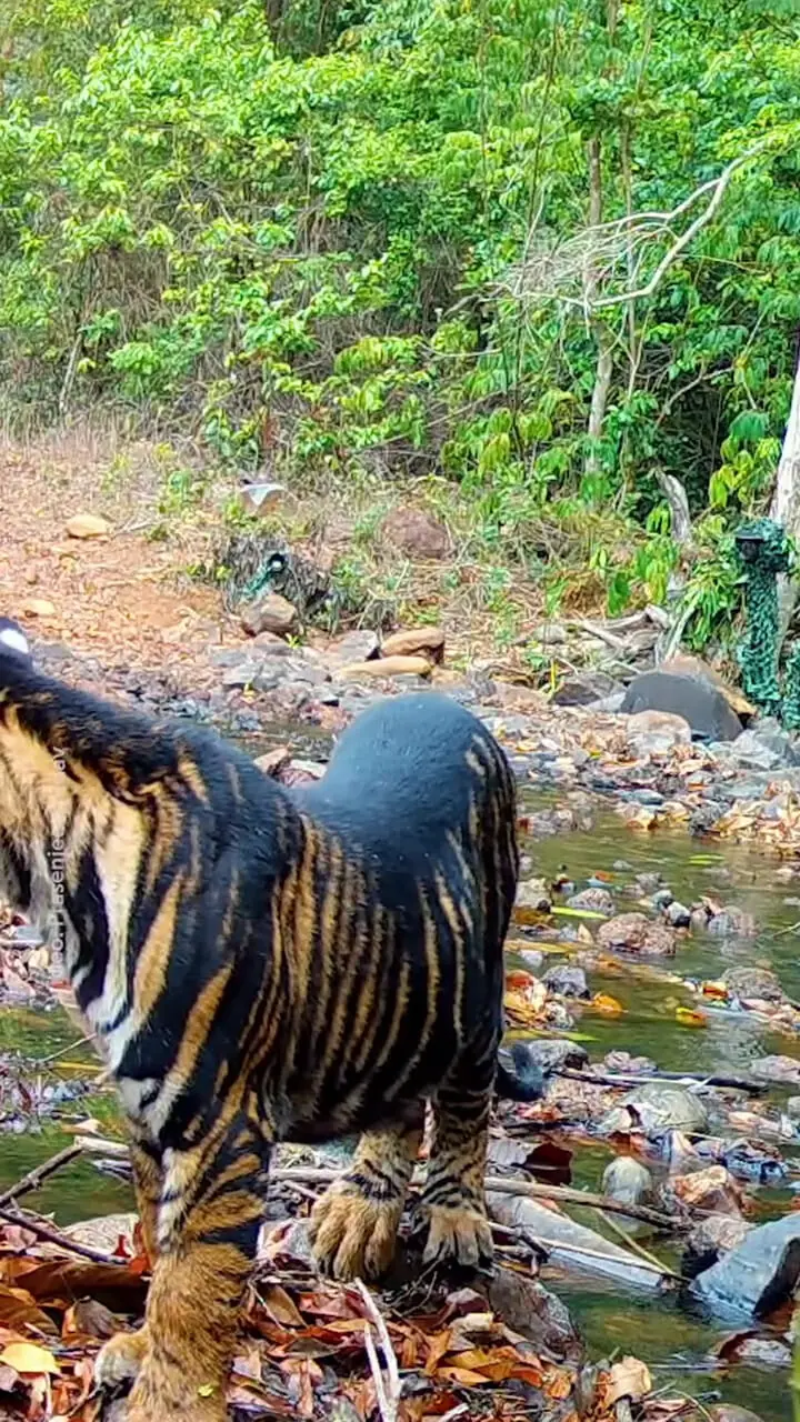 جهش ژنتیکی نادر در میان ببرهای هند