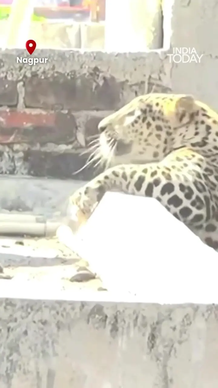 زمین‌گیر شدن پلنگ پس از حمله به ۷ نفر در منطقه مسکونی