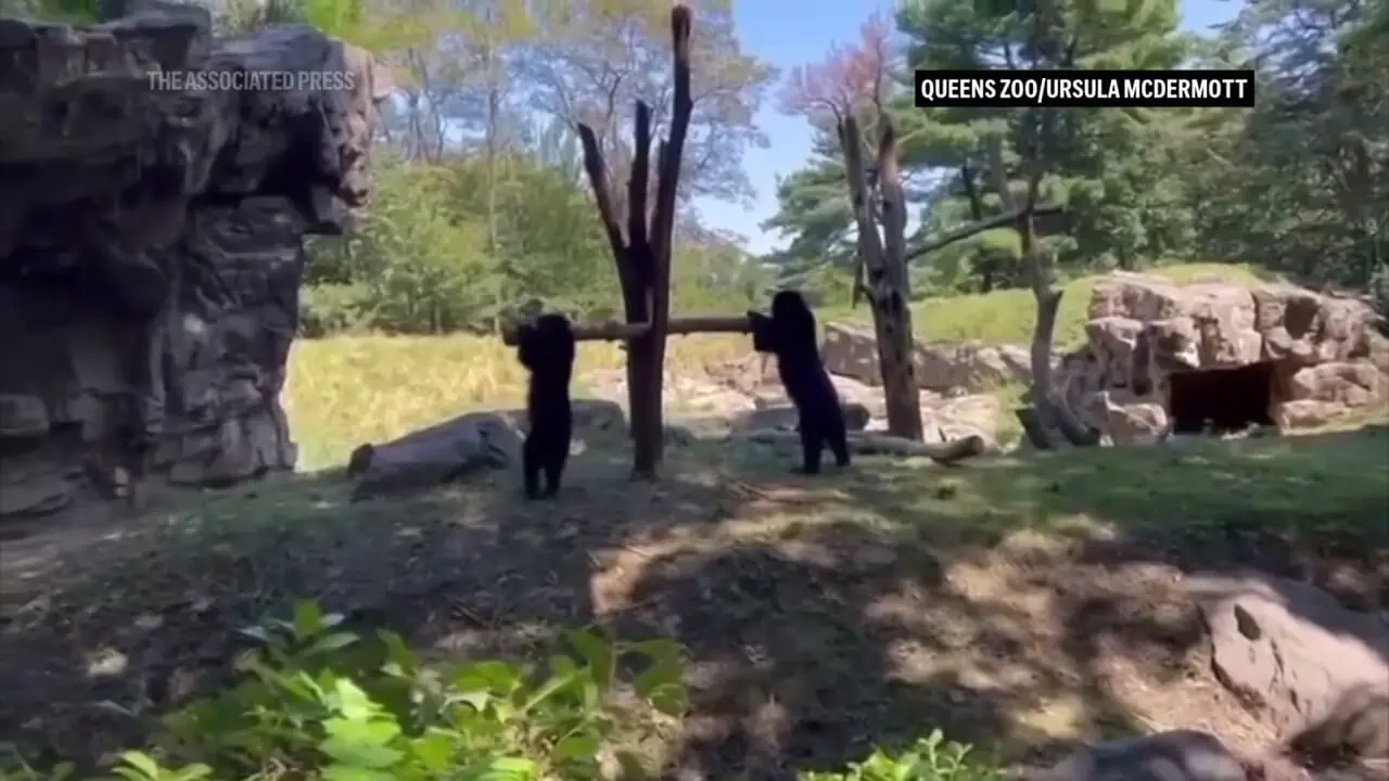 لحظه‌ای دیدنی از الاکلنگ‌بازی دو خرس