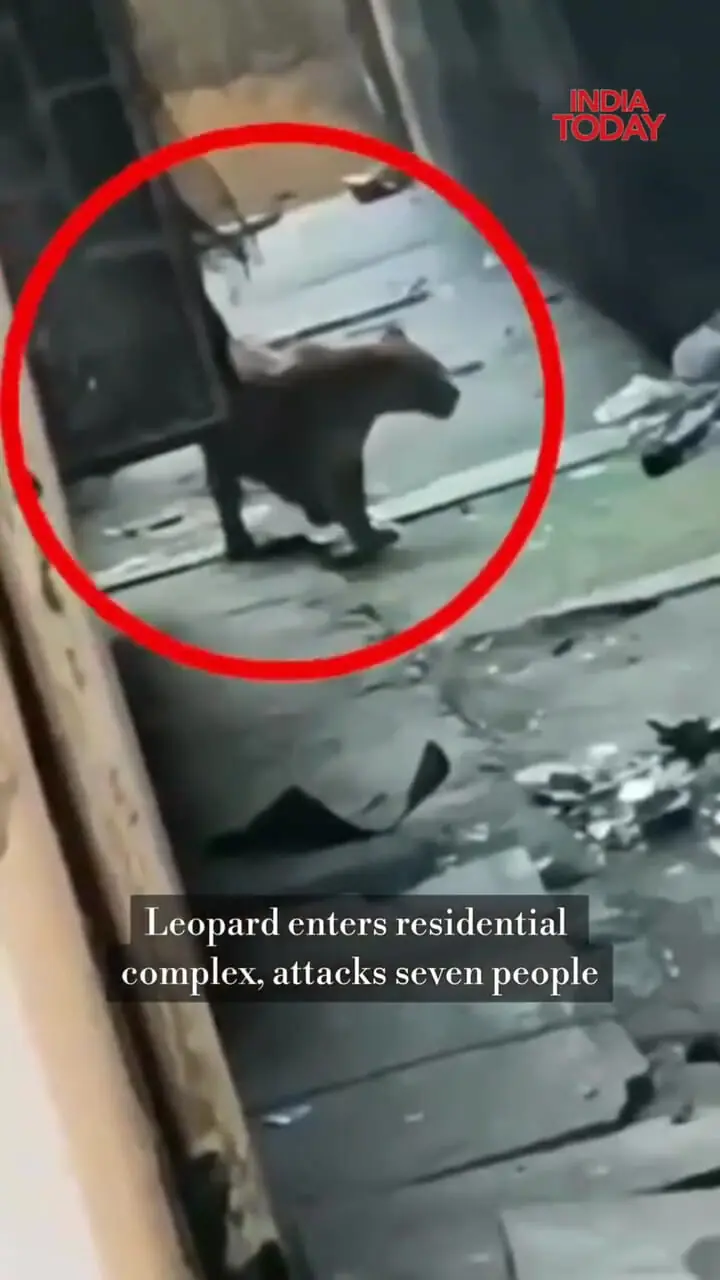 حمله پلنگ به مجتمع مسکونی در هند؛ ۷ نفر زخمی شدند