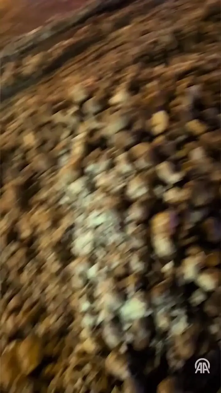 اعتراض کشاورزان در بروکسل؛ سیب‌زمینی‌ها سهم رهگذران شد