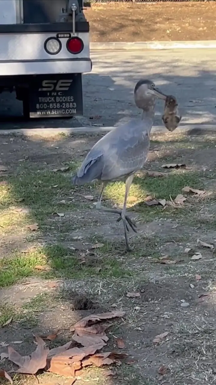 لحظه شکار یک گوفر توسط حواصیل آبی بزرگ در خشکی