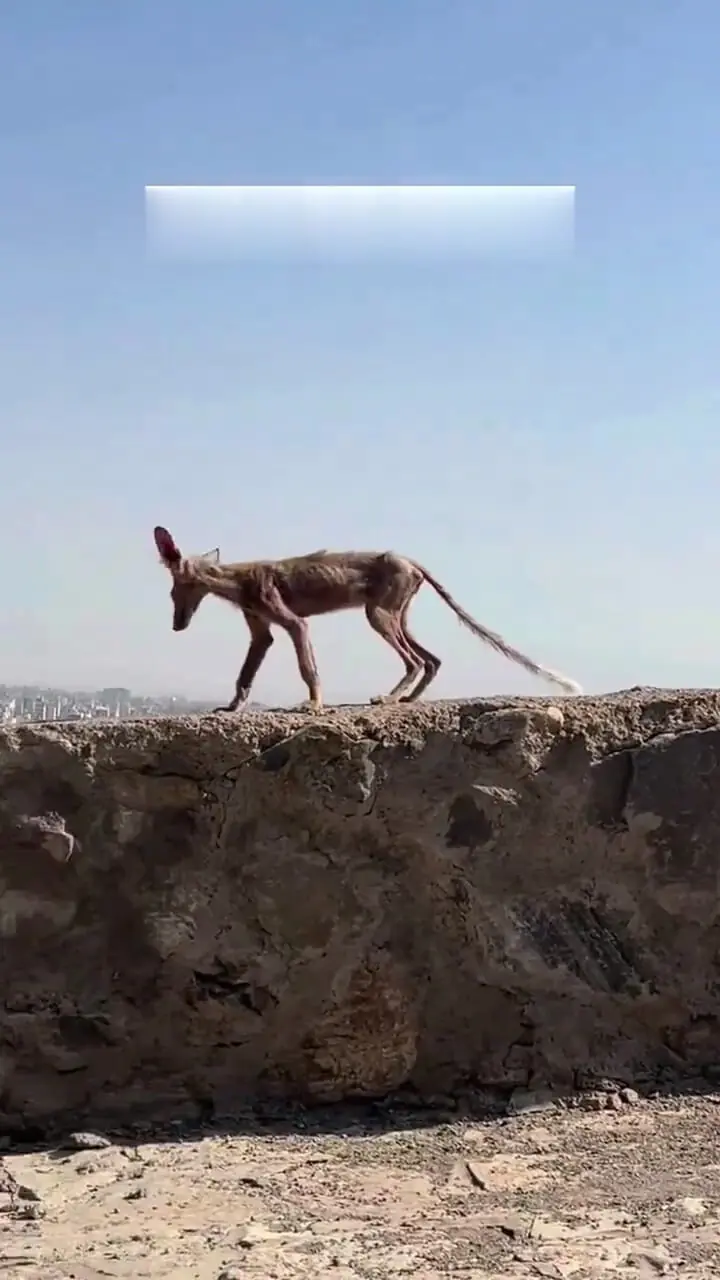 مشاهده یک حیوان عجیب در مشهد
