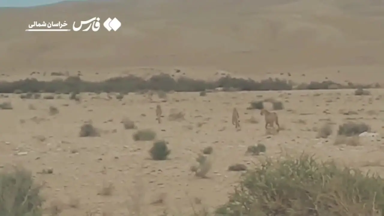 مشاهده سه قلاده یوزپلنگ در گرمه