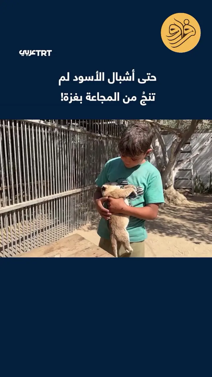 تلف شدن غم‌انگیز ۴ توله‌شیر در غزه