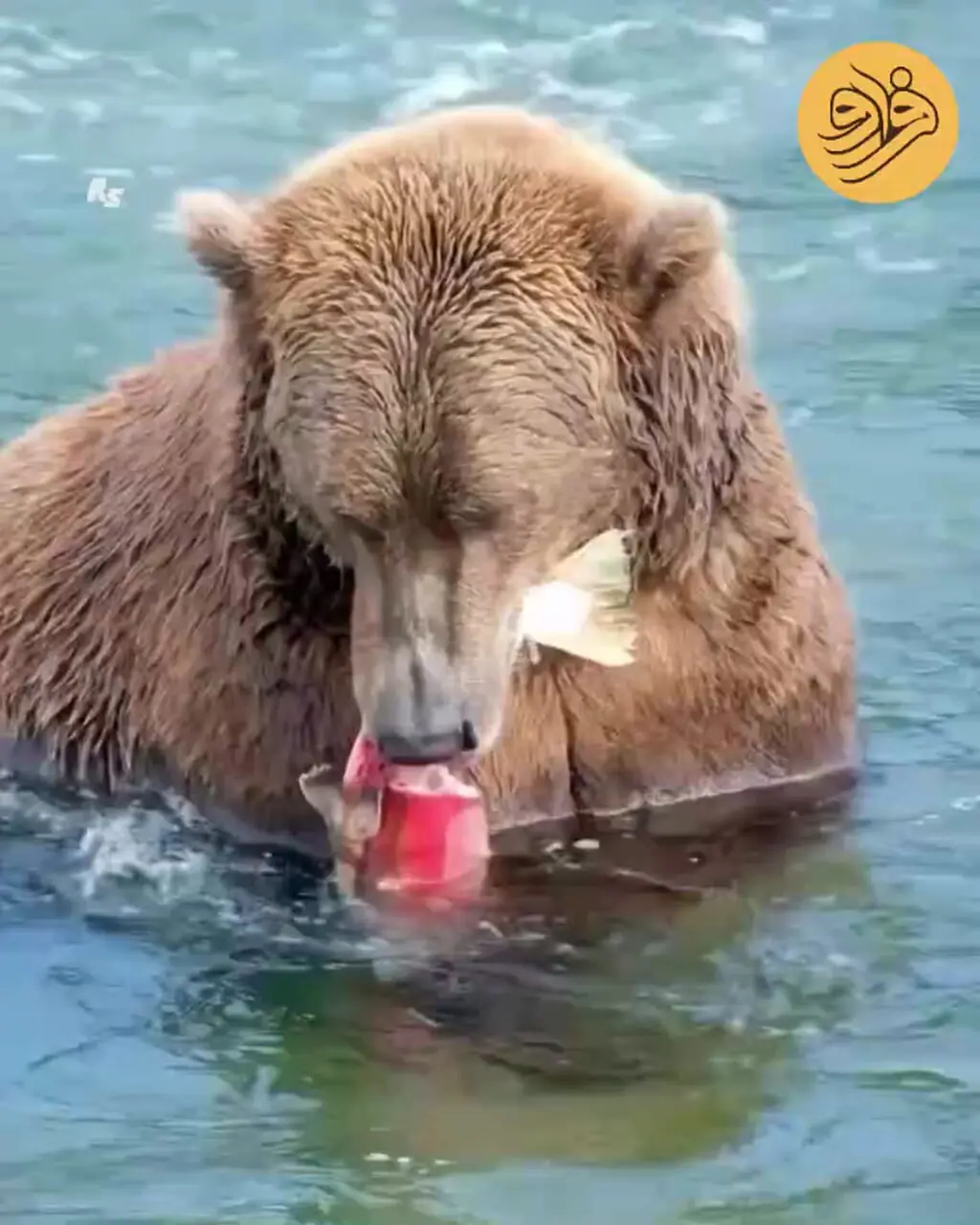 پوست سالمون؛ لقمه چرب خرس قهوه‌ای